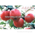 Hot Sale Fuji Apple Seeds For Growing-High Germination Rate